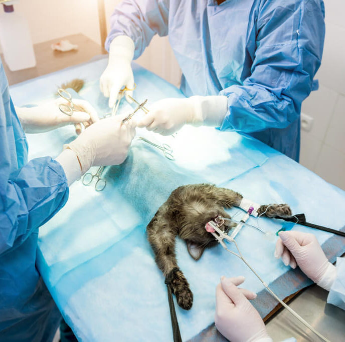 Sebészeti szolgáltatások